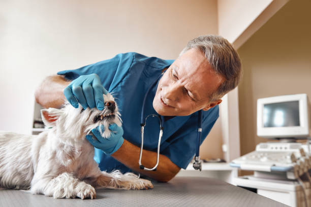 Best Emergency Root Canal Treatment in Holiday Valley, OH